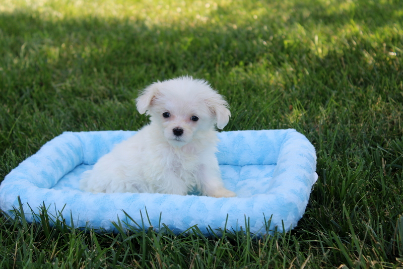 puppy, for, sale, Maltese, Matthew B. Stoltzfus, dog, breeder, Gap, PA, dog-breeder, puppy-for-sale, forsale, nearby, find, puppyfind, locator, puppylocator, aca